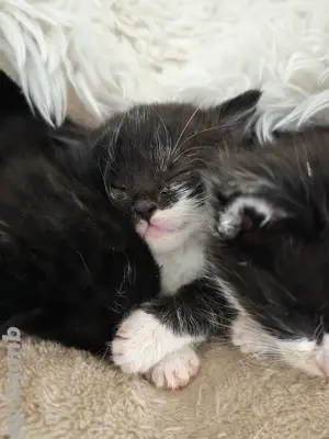 Kitten suchen ein Zuhause