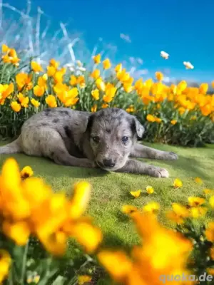 Mini   Toy Aussi Australian Shepherd F1 Kurzhaar