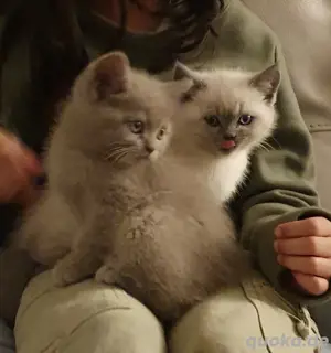 2 Kitten BKH BLH, 6 Monate, wegen Allergie abzugeben