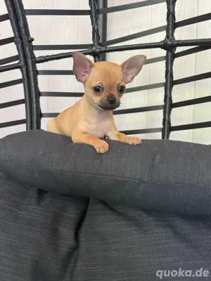 Reinrassiger Mini Chihuahua (Rüde)