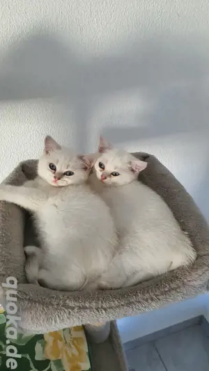 Reinrassige Bkh Kitten mit blauen Augen 