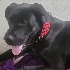 Deutsche Dogge Mix , Männchen 