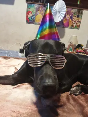 Deutsche Dogge Mix , Männchen 