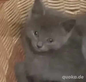 Junge Kätzchen BKH Sibirier Mix 