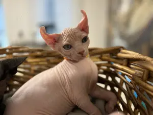Wunderschöne Sphynx Geschwister 