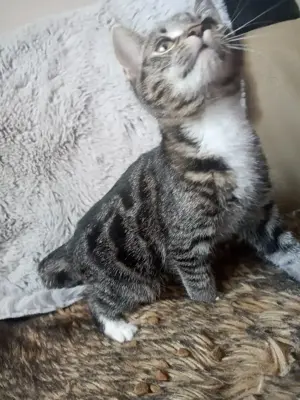 Katzenbabys Kitten Mischlinge