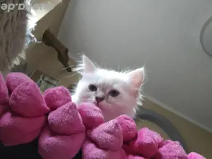 heilige birma kitten