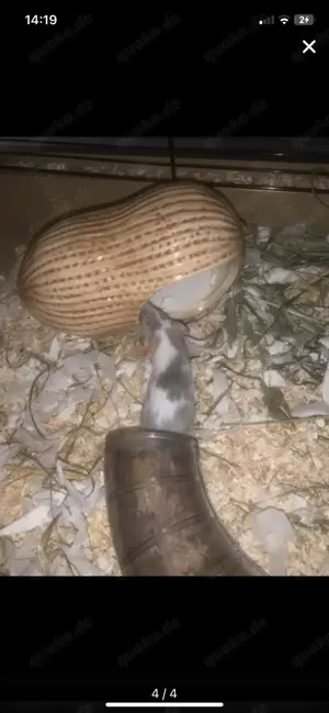 Eine Frau weiße Maus verschenken 