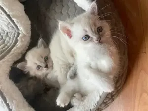 Fünf BKH  Neva Masquarade Kitten zu verkaufen!