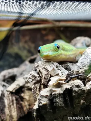 Phelsuma laticauda Goldstaubtaggecko Bild 4