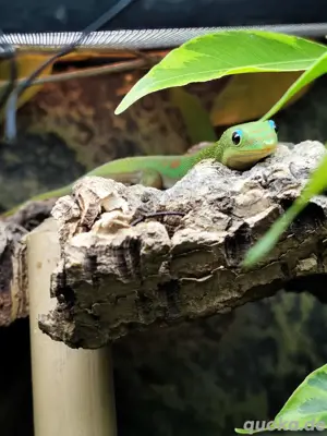  Phelsuma laticauda Goldstaubtaggecko
