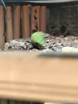  Phelsuma laticauda Goldstaubtaggecko Bild 2