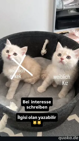 baby katze katzen 