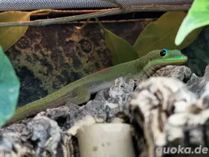 Phelsuma laticauda Goldstaubtaggecko Bild 3