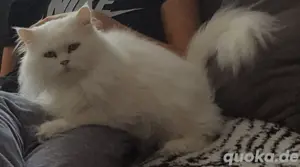 Perser Deckkater. Weiß. 