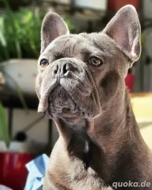 Deckrüde Französische Bulldogge mit Ahnentafel reinrassig