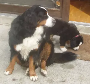 Liebevolle Berner Sennenhundwelpen suchen ab sofort ein neues Zuhause