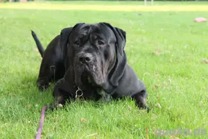 Cane Corso Mischling Shadow