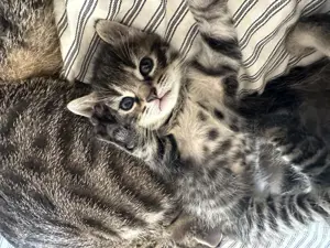 Katzenbabys Hauskatzen in liebe Hände abzugeben 