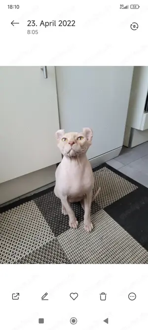 Sphynx Elf Kater kastriert 
