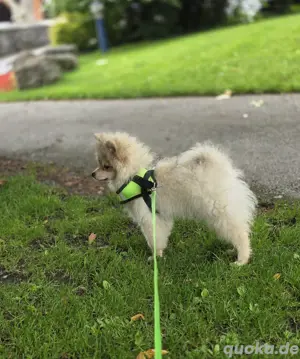 Pomeranian zu Verkaufen