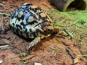 Pantherschildkröte Stigmochelys Pardalis Babcocki