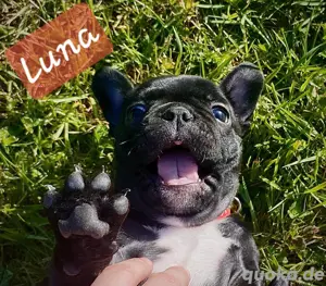 französische bulldoggen Welpen 