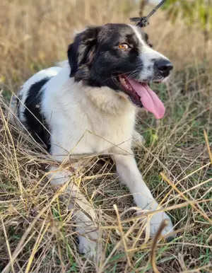  Rocky sucht sein Für-Immer-Zuhause   ca. 2,5 Jahre, Border Collie Karakatschan-Mix
