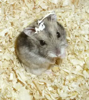 Dsungarischer Zwerghamster, Hamster Männchen, Dschungare