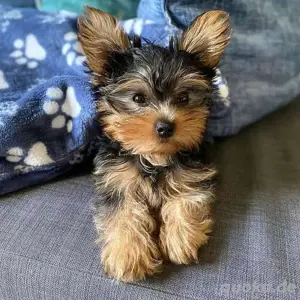 Reinrassige Yorkshire Terrier Welpen