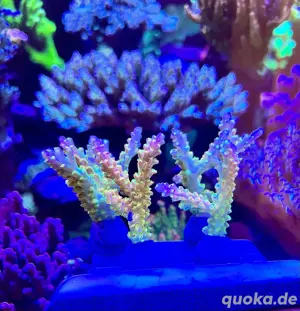 Meerwasser Korallen ableger