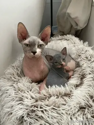 Reinrassiges Canadian Sphynx Katerchen   Blue Bicolor mit WCF Stammbaum