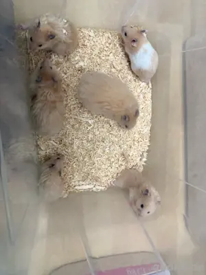 Teddyhamster Jungs