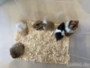 Teddyhamster Mädels