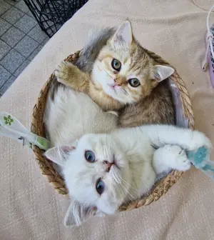 2 süße reinrassige BKH Kitten sind auszugsbereit
