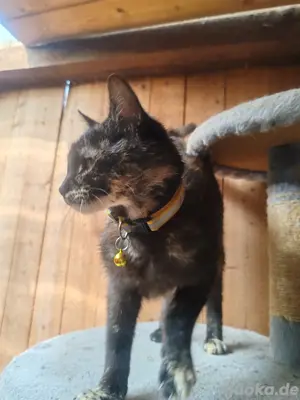 Stereliesirte Katze mimi 