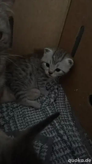 bkh kitten zu verkaufen