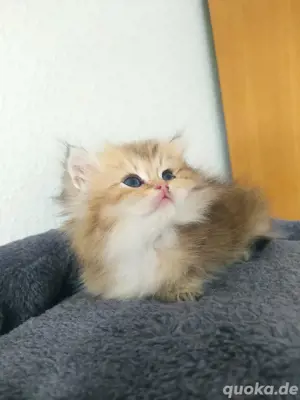 katze zu verkaufen.