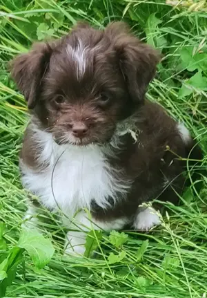 Biroyorkshire-Chihuahuamixwelpen Rüden suchen liebes Heim.