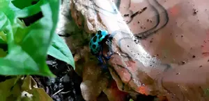 Pfeilgiftfrösche 