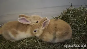 Zwei liebe Zwergkaninchen abzugeben   mit Gehege   VB 50   (Karlsruhe)