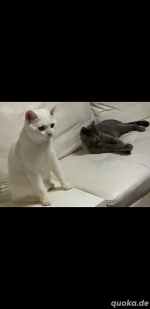Zwei kater (Brüder)