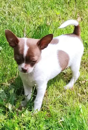 Chihuahuawelpen Rüden in Kurz- und Langhaar suchen liebes Heim.
