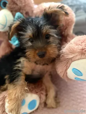 Yorkshire terrier Mädchen
