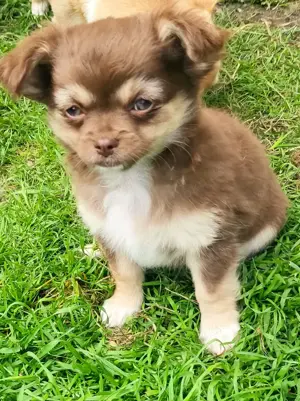 Chihuahuawelpe Hündin in Langhaar sucht liebes Heim.