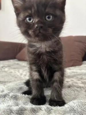 Katzenbabys Ragdoll BKH Mix Kitten