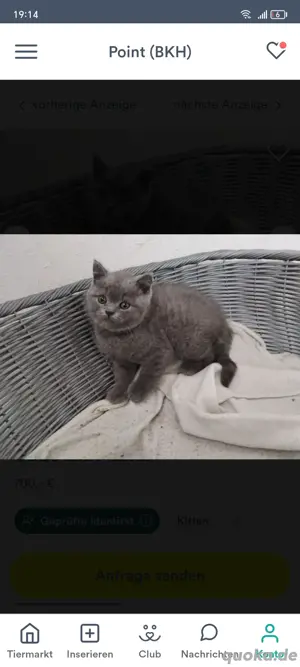 Süßer BKH kater sucht ein zuhause