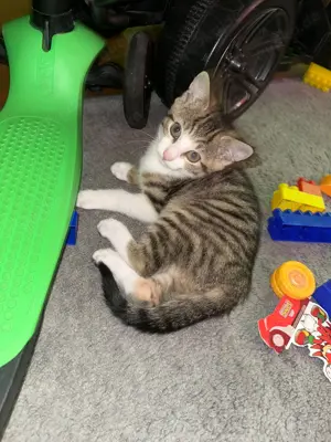Katze weiblich 