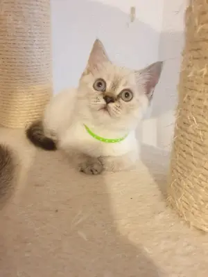 Bkh mädchen tabby point blau Augen 