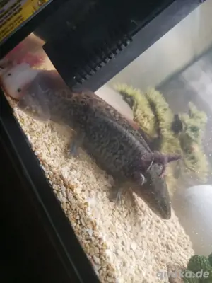 Axolotl 3 stück